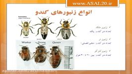 عسل نخرید، عسل طبیعی بخرید