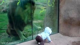 تلاش های بی وقفه شیر برای خوردن کودک در باغ وحش