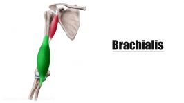 Brachialis Muscle  Origin Insertion Innervation and Function  Human Anatomy 