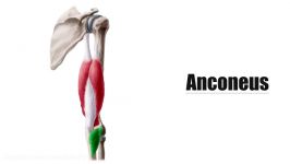 Anconeus Muscle  Origin Insertion