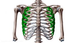 Serratus Anterior Muscle  Function Origin and Anatomy  Human Anatomy 