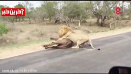 لحظه جالب شکار گاومیش توسط شیرها وسط جاده