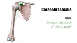 Coracobrachialis Muscle  Origin Insertion