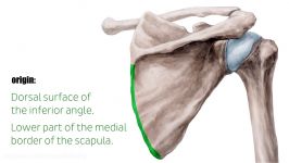 Teres Major Muscle  Origin Insertion Innervation