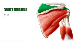 Rotator cuff muscles  Human Anatomy 