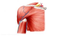 Shoulder joint muscles preview  Human Anatomy 