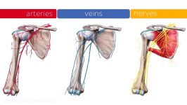 Neurovasculature of upper arm preview  Human Anatomy 