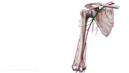 Axillary Artery  Definition Branches and Anatomy  Human Anatomy 