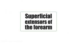 Superficial extensors of the forearm preview  Human Anatomy  Kenhub