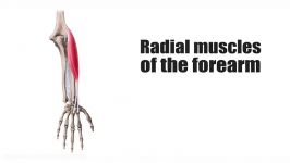 Radial muscles of the forearm preview  Human Anatomy  Kenhub