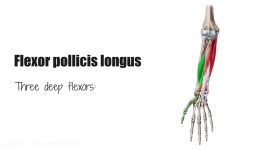 Flexor pollicis longus muscle  Origin Insertion Innervation