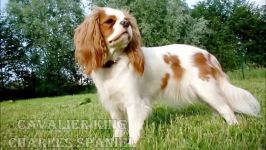 Top 10 Most Expensive Dog Breeds in the World