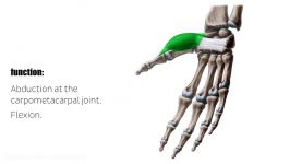 Abductor pollicis brevis muscle  Function