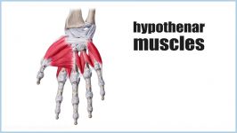 Muscles of the hand  Hypothenar muscles preview  Human Anatomy  Kenhub