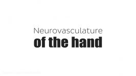 Neurovasculature of the hand preview  Human Anatomy 