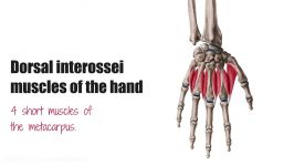 Dorsal interossei muscles of the Hand  Human Anatomy 