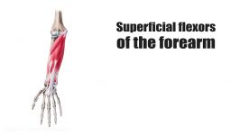 Superficial flexors of the forearm preview  Human Anatomy  Kenhub