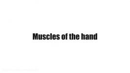 Muscles of the hand preview  Human Anatomy 