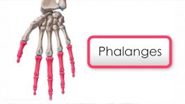 Bones of the Hand  Phalanges preview  Human Anatomy  Kenhub