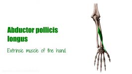 Abductor pollicis longus muscle  Origin Insertion Innervation