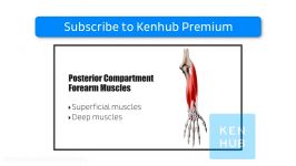 Posterior partment of forearm muscles preview  Human Anatomy 