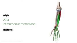 Flexor digitorum profundus muscle  Origin Insertion Innervation