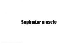 Supinator muscle  Origin Insertion Innervation Function