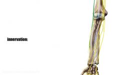 Extensor pollicis brevis muscle  Origin Insertion Innervation