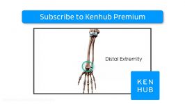 Radius and ulna preview  Human Anatomy  Kenhub