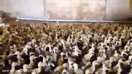 اردک صغییر 13 سیزده روزه  خرید فروش انواع اردک