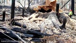 Bush Fires Victoria Australia Big Tree and Tree Felling Take Down by a 3120XP Husky Chainsaw