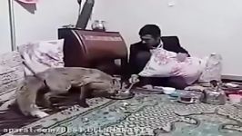 پناه آوردن یک روباه شدت سرما به داخل خانه ای در شهر صوفیان پذیرایی ابگوشت