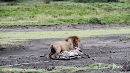 Lion Attack Zebra  Wild Animal Attack