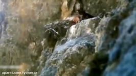 Most Amazing Wild Animals Attacks #45 Eagles Attack Dog Eagles VS Goat Eagles