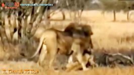 THE TOP 10  TOP 10 CHEETAH ATTACKS  Cheetah vs Crocodile Lion Wild Boar Zebra Gazelle...