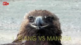 7 Serangan Burung Elang Terbesar di Dunia  Elang vs Beruang vs Rubah vs Manusia