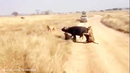 Most Amazing Wild Animal Attacks Lion vs TigerCrocodileBuffalo Fight To Death