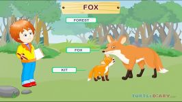 Wild Animals Video for Kids  Science Lesson for Preschool and Kindergarten