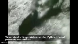 Video Aneh Singa Melawan Ular Python Nyata