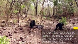 Aftermath of a Chimpanzee Murder Caught in Rare Video  National Geographic