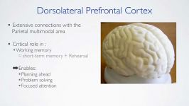 عملکردهای لوب فرونتال مغز  Frontal Lobes Functions