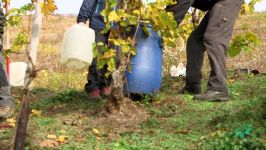 Weinbau Weniger Erosion durch Bioanbau  Faszination Wissen