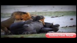 Elephant Vs Lions Attack To Death ➤ Python Channel Tv