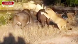 Animal World  Terror attack Lion Forest Buffalo