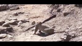 Giant Anaconda vs Jaguar  Python vs Tiger  Python vs Leopard