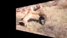 Wild Animal Attacks  Big Battle Animals Real Fight  Video HD
