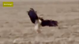 TOP 15 Best eagle attacks in the world VslionCatDogDuckRabbitSnakeWolfGo