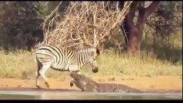 Most Amazing Wild Animal Attacks  Big Battle Animals Real Fight series 1