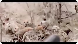 Lion Vs Hyenas Real Fight Till Death  Amazing Predators Fight  Big Battle Anim