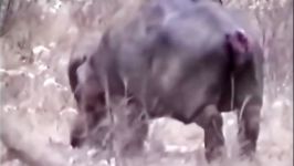 Craziest Animal Fights #10  Lions attack elephant hippopotamus and antelope